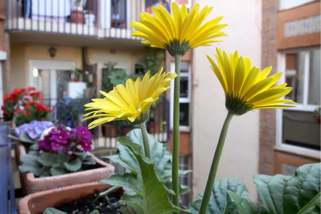 Apartamento Azahara Córdoba Exterior foto